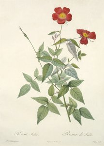 Rosa indica, from 